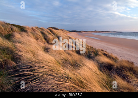 Goldenen Sanddünen von Embleton Bay Northumberland Stockfoto
