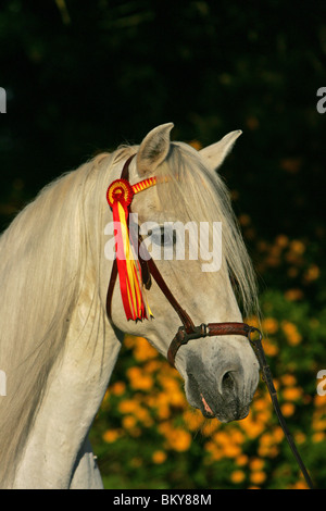 Deckhengst Stockfoto