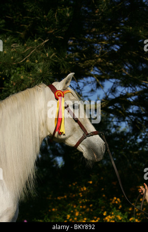 Deckhengst Stockfoto