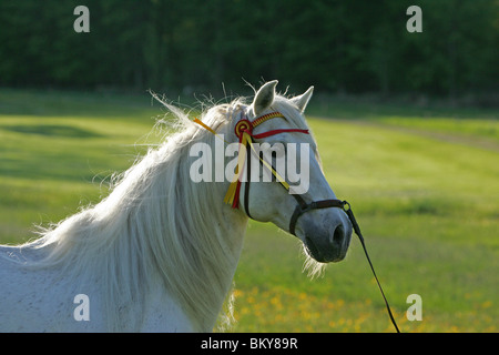 Deckhengst Stockfoto