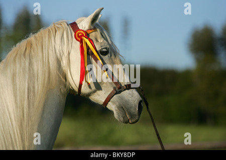 Deckhengst Stockfoto