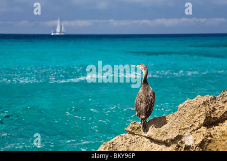 Juvenile Shag auf einem Felsen am Meer, Phalacrocorax Aristotelis, Mallorca, Spanien, Europa Stockfoto