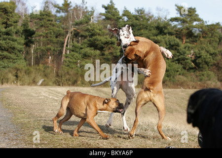 Deutsche Dogge und deutsche Boxer Stockfoto