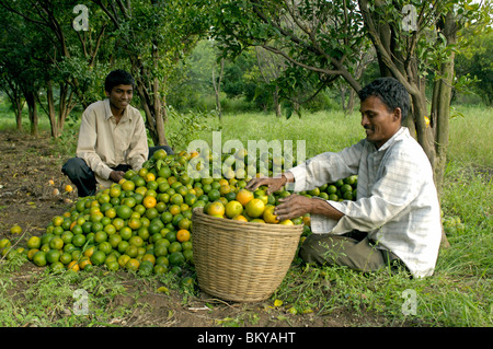 Orange Früchte Ausbeute an Ralegan Siddhi nahe Pune, Maharashtra, Indien Stockfoto