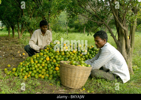 Orange Früchte Ausbeute an Ralegan Siddhi nahe Pune, Maharashtra, Indien Stockfoto