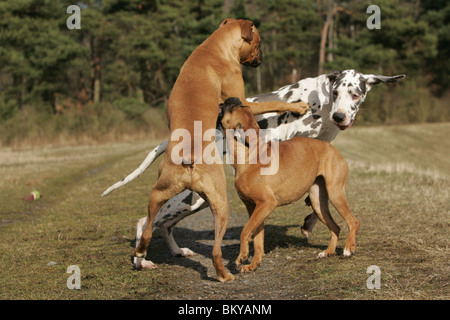 Deutsche Dogge und deutsche Boxer Stockfoto