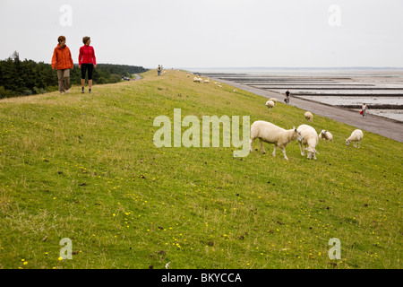 Touristen zu Fuß entlang dem Deich mit weidenden Schafen, Utersum, Foehr Insel, Schleswig-Holstein, Deutschland Stockfoto