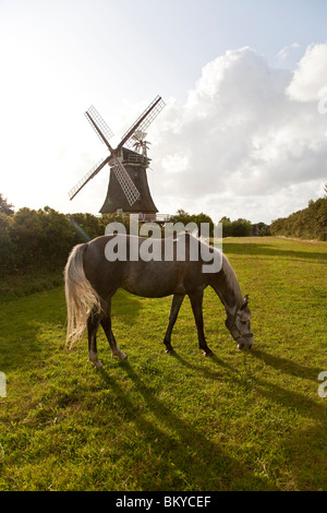 Pferd auf der Weide, Windmühle im Hintergrund, Oldsum, Foehr Insel, Schleswig-Holstein, Deutschland Stockfoto