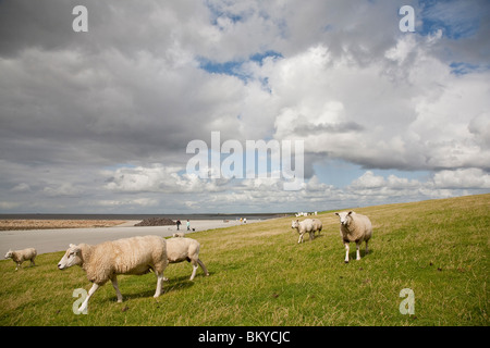 Schafe am Deich, Beltringharder Koog, Luettmoorsiel, Nordstrand, Schleswig-Holstein, Deutschland Stockfoto