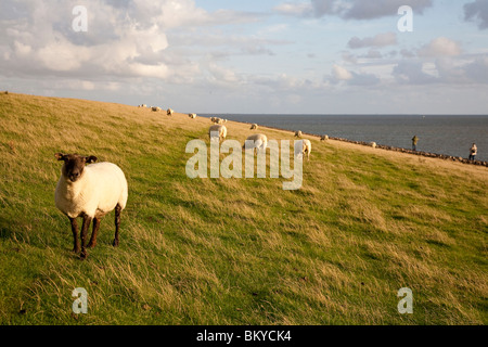 Schafe am Deich, Alte Kirche, die Insel Pellworm, Schleswig-Holstein, Deutschland Stockfoto