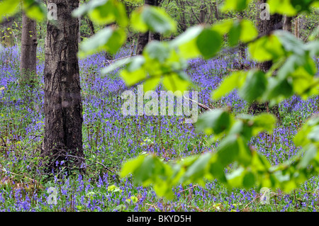 Glockenblumen in Wäldern an der North Downs in der Nähe von Dorking Surrey UK Stockfoto