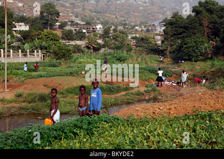 Kleingärten und Erzeuger von Gemüse, Freetown, Sierra Leone, Westafrika Stockfoto