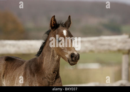 Quarter Horse Fohlen Stockfoto