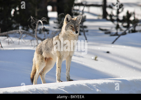 Kojote im Winter, Yellowstone-Nationalpark, Wyoming Stockfoto