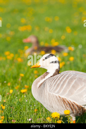 Unter der Leitung von Bar Gans Stockfoto