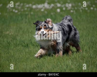 Blue-Merle Australian Shepherd Stockfoto