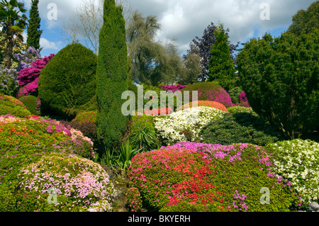 Verschiedene farbige Azalea Sträucher im Garten Leonardslee Steingärten West Sussex England Stockfoto