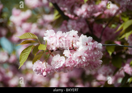 Amsterdam Pink, Blütenblüte, Blume Apfelbirne Baum, Niederlande Holland Stockfoto