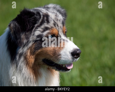 Blue-Merle Australian Shepherd Stockfoto