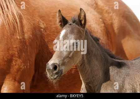 Quarter Horse Fohlen Stockfoto