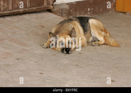 alt Deutscher Schäferhund Stockfoto