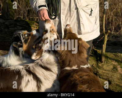 Australian Shepherds zu spielen Stockfoto