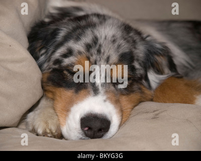 Blue-Merle Australian Shepherd Stockfoto