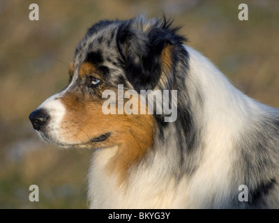 Blue-Merle Australian Shepherd Stockfoto