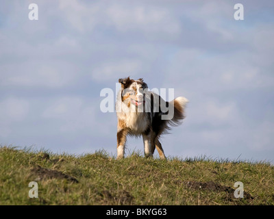 Blue-Merle Australian Shepherd Stockfoto