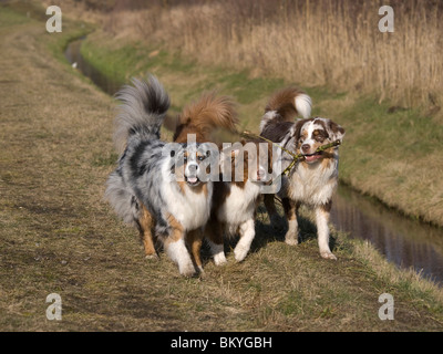 Australian Shepherds zu spielen Stockfoto