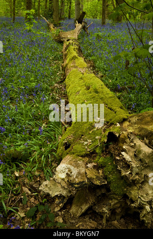 Moos bedeckt gefallenen Baumstamm mit Glockenblumen in Blickling, Norfolk, Großbritannien. Stockfoto