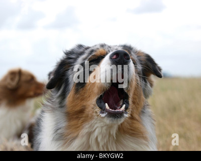 Blue-Merle Australian Shepherd Stockfoto