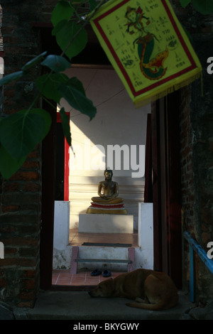 Ein Hund schläft vor einem Schrein am Wat Bang Phra, ein buddhistischer Tempel in Thailand, wo Mönche Anhänger tattoo. Stockfoto