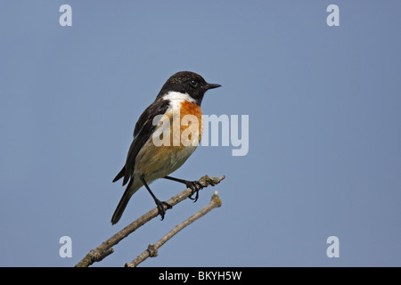 Schwarzkehlchen, Common, Schwarzkehlchen, europäisch, Saxicola, Rubicola, Männchen, Stockfoto