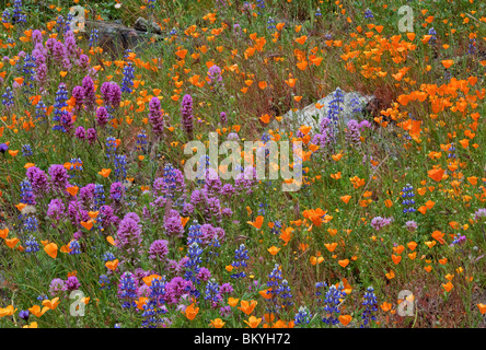 Sierra National Forest, CA Detail von einem blühenden Hügel mit Lupine und California poppies Stockfoto