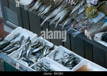 Fisch-Stall mit einer Vielzahl von Fisch, Tintenfisch und Muscheln verpackt in Styropor-Boxen auf dem Eis in der Mercado Do Bolhao Stockfoto