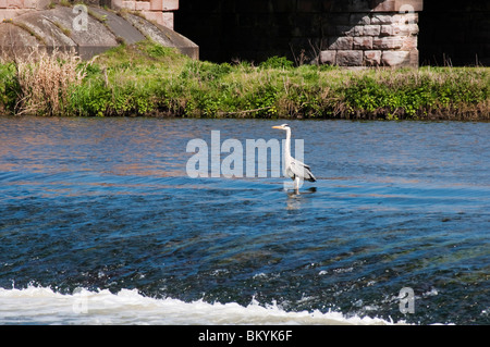 Ein Reiher Angeln im Fluss Trent in Burton-Upon-Trent. Stockfoto