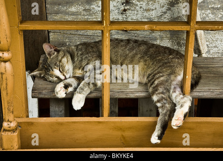 Nahaufnahme lustig schläfrig Scheune tabby Kätzchen schlafen auf einer Bank im Freien hinter einem alten Fensterrahmen in Lancaster County , Pennsylvania, USA schlafende Haustier Stockfoto