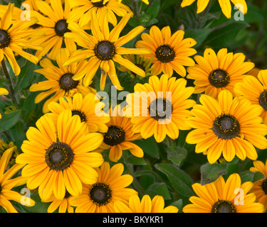 Vashon Island, WA Cluster von kultivierten Sonnenhut im Sommergarten Stockfoto