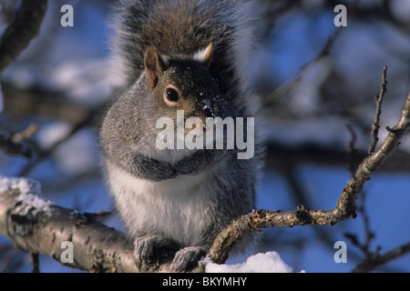 Östliche graue Eichhörnchen (Sciurus Carolinensis) Stockfoto