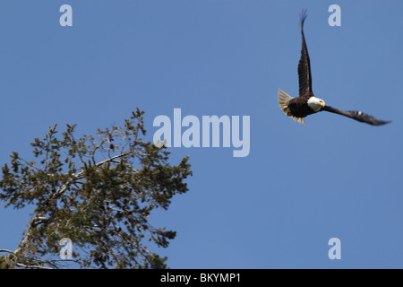 Reifen Adler im Flug nach dem coming out der Barsch auf einen hohen Baum Stockfoto