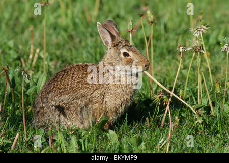 Bürste Kaninchen (Sylvilagus Bachmani), Löwenzahn Essen Stockfoto