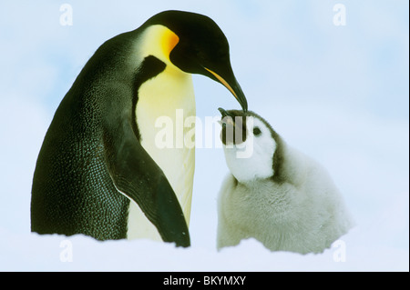 Kaiserpinguin (Aptenodytes Forsteri) Erwachsenen Fütterung Küken, Antarktis Stockfoto