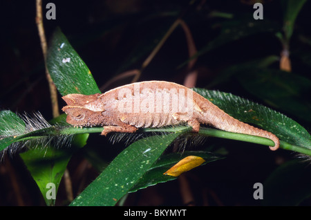 Gehörnte Blatt Chamäleon (Brookesia Superciliaris) schlafen auf Grass Stamm, Andasibe Nationalpark, Madagaskar Stockfoto