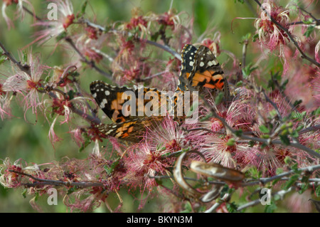 Distelfalter Schmetterling (Vanessa Cardui), Fütterung aus Wildblumen Stockfoto