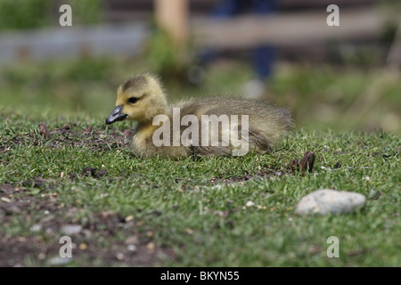 Baby Gosling ruht auf einem grasbewachsenen Patch in der Frühlingssonne Stockfoto