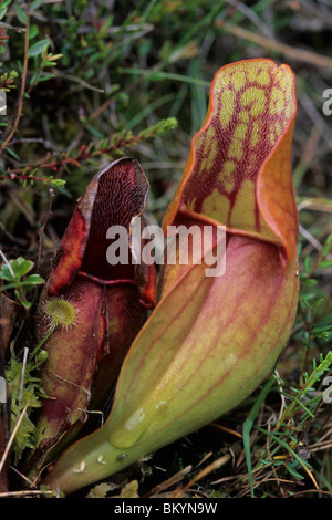 Schlauchpflanze (Sarracenia Purpurea) Stockfoto