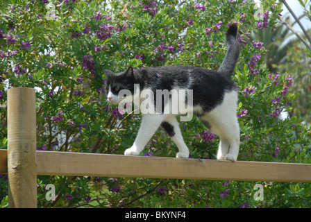 schwarzen & weiße Kater auf einem Zaun Schienen Stockfoto