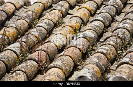 Flechten und wilde Blumen auf dem pantiled Dach eines Hauses in Andalusien, Südspanien, Europa Stockfoto