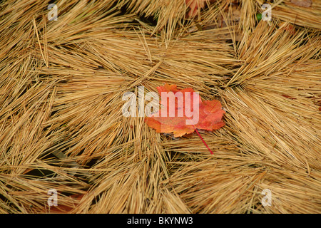 Ahornblatt auf Tannennadeln, Herbst Stockfoto